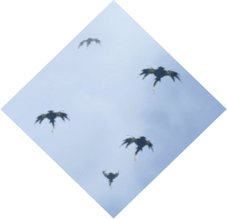 effects trained birds thumb